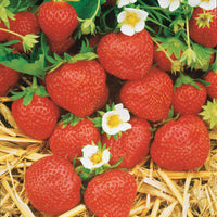 Erdbeere Mara des Bois