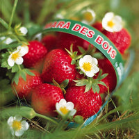 Erdbeere Mara des Bois