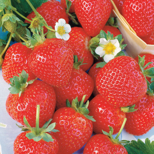 Sammlung 6 Monate Erdbeeren: Savoureuse de Willemse, Mara des Bois, Gariguette.