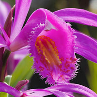 Gartenorchidee Bletilla