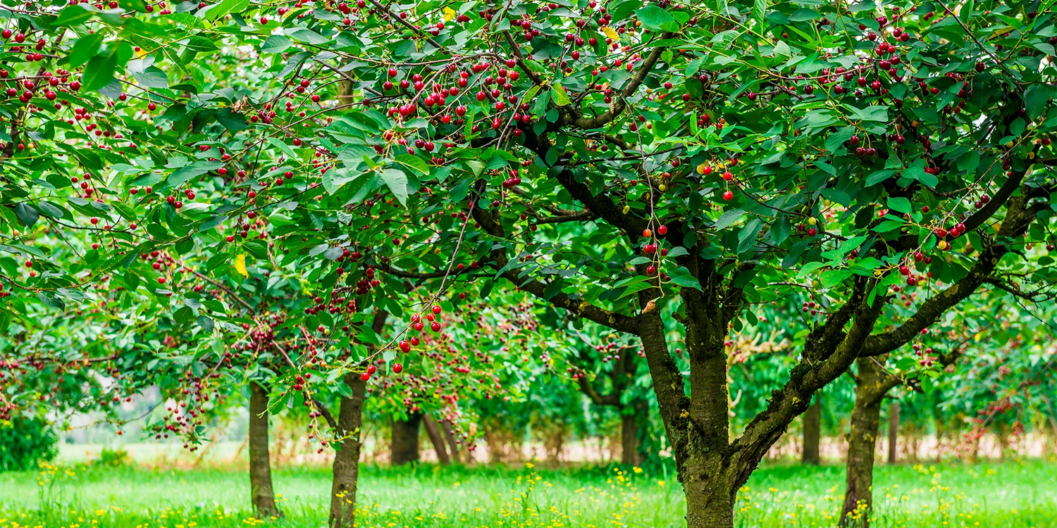 Obstbäume : Ertragreich und köstlich
