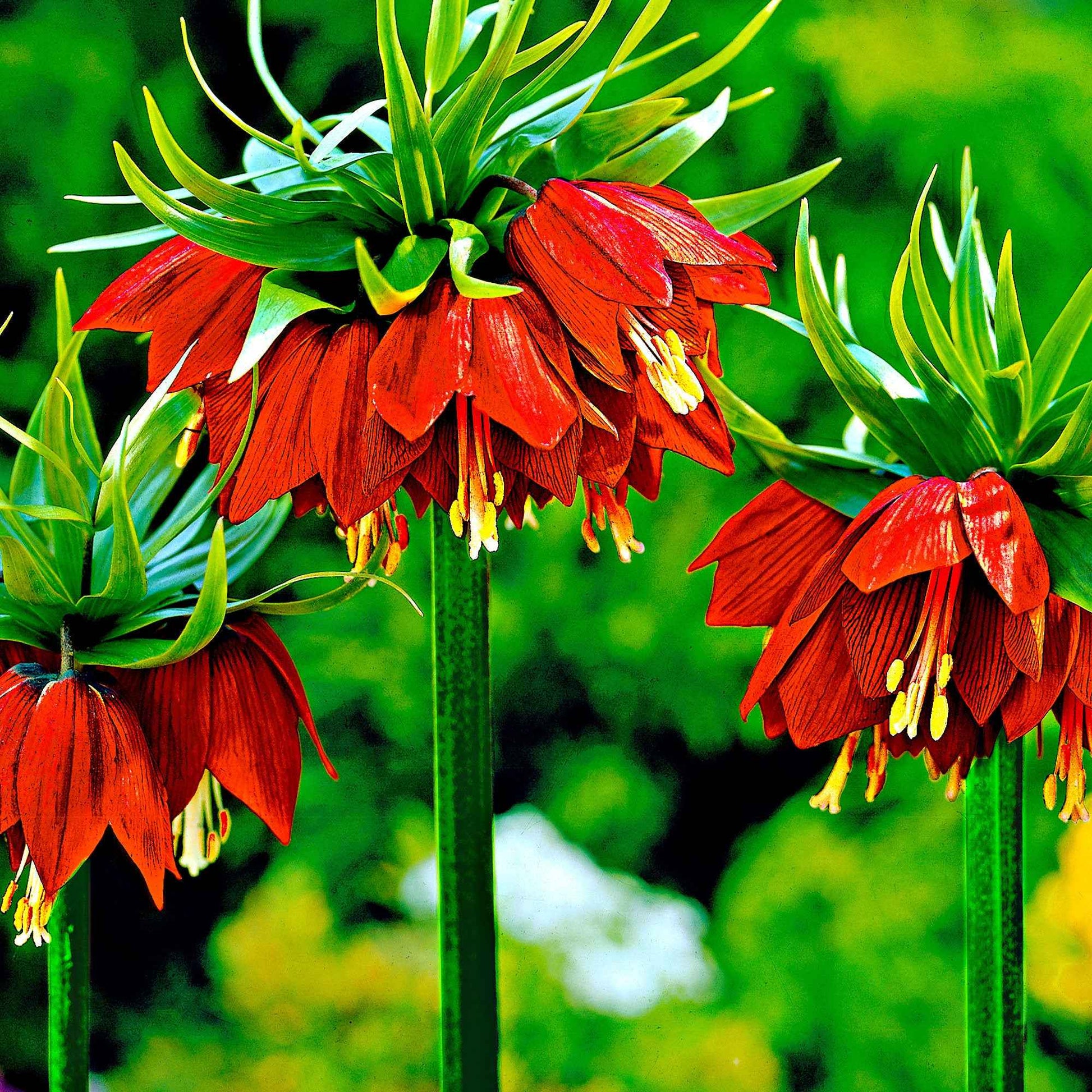 2x Kaiserkrone Fritillaria Rubra maxima rot Orange-Rot - Alle Blumenzwiebeln