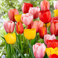 30x Tulpen Tulipa - Mischung 'Popular Mix' - Beliebte Blumenzwiebeln