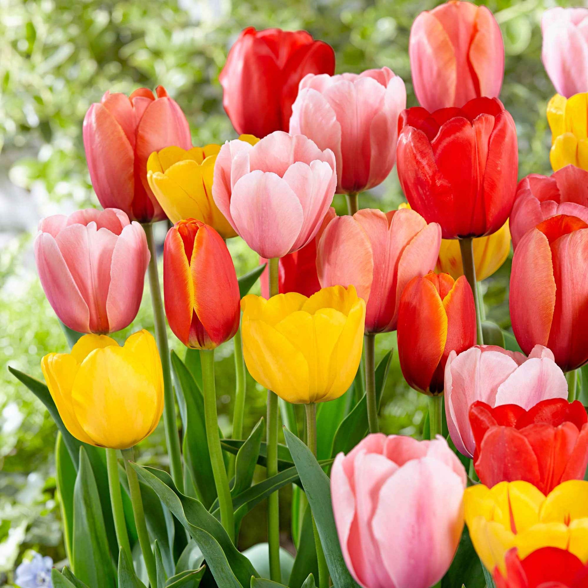 30x Tulpen Tulipa - Mischung 'Popular Mix' - Beliebte Blumenzwiebeln