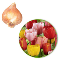 30x Tulpen Tulipa - Mischung 'Popular Mix' - Alle Blumenzwiebeln