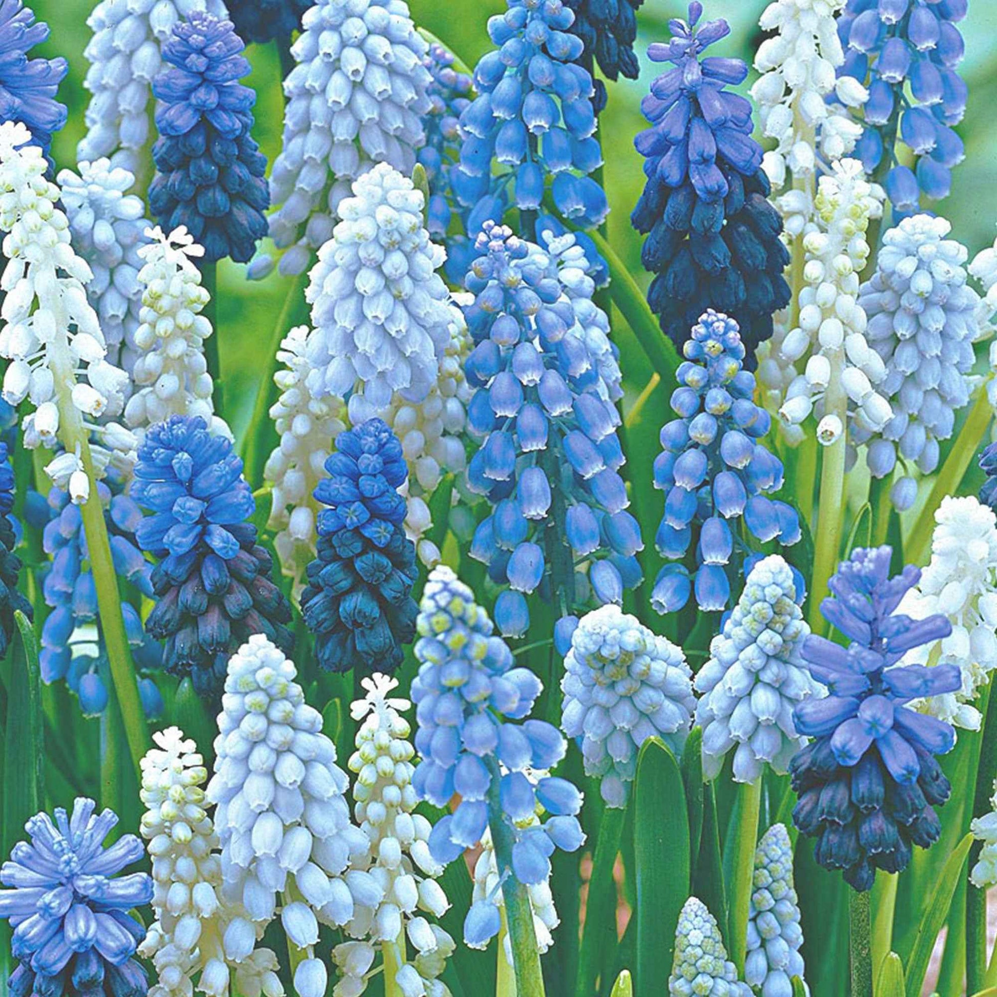 40x Blaue + weiße Trauben Muscari armeniacum blau-weiβ - Alle Blumenzwiebeln