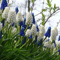 40x Blaue + weiße Trauben Muscari armeniacum blau-weiβ - Bienen- und schmetterlingsfreundliche Pflanzen