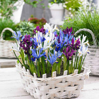 25x Holländische Iris - Mischung Sunshine blau-lila-weiβ - Alle Blumenzwiebeln