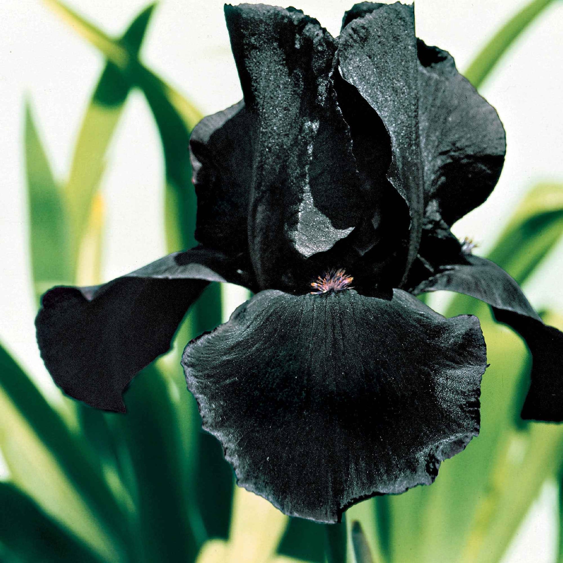 3x Bartiris Study in Black lila - Wurzelnackte Pflanzen - Winterhart - Alle Gartenstauden