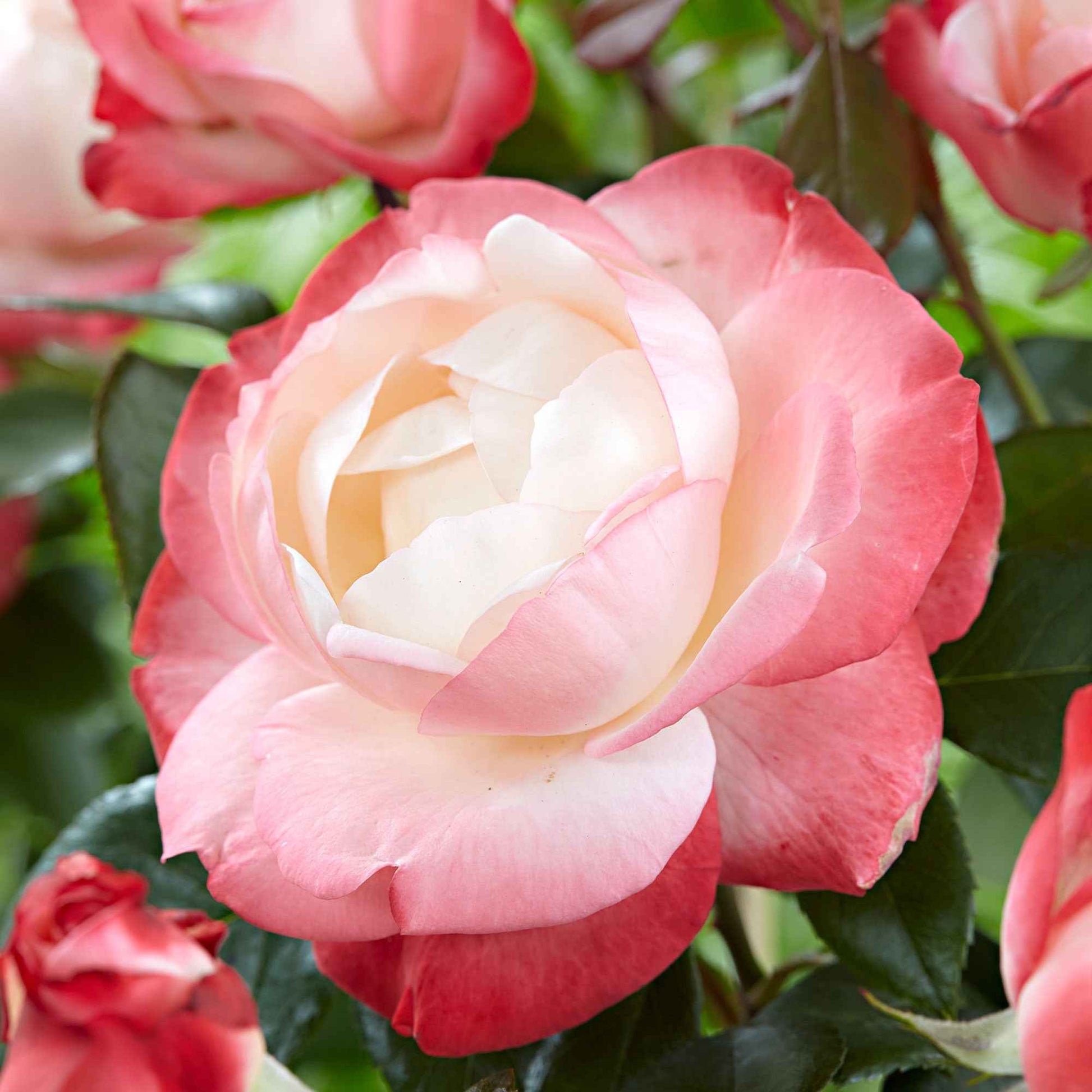 3x großblütige Rose  Rosa 'Nostalgie'® Creme-Rosa  - Wurzelnackte Pflanzen - Winterhart - Garten Neuheiten