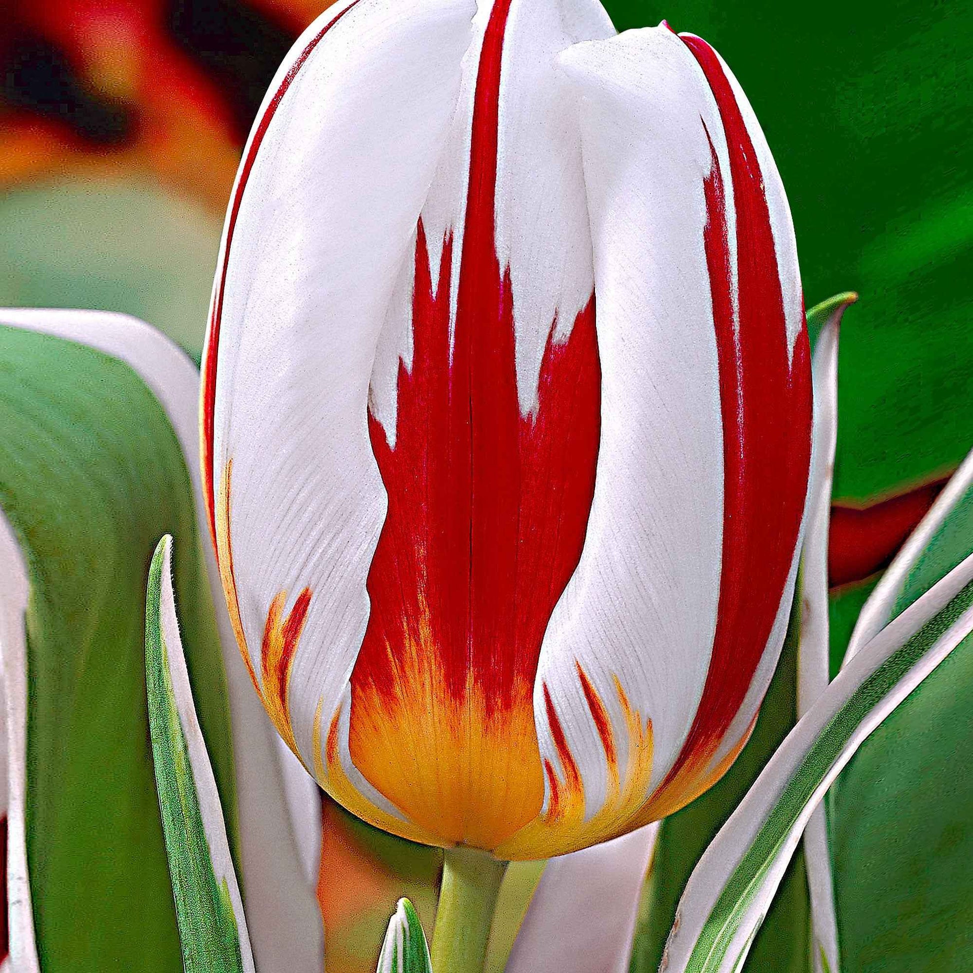 16x Tulpen Tulipa Happy Generation rot-weiβ - Alle beliebten Blumenzwiebeln