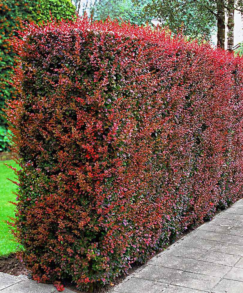 6x Sauerdorn Berberis Atropurpurea rot - Wurzelnackte Pflanzen - Winterhart - Gartenpflanzen