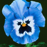 Veilchen 'Joker Light Blue F2' - Blumensaat