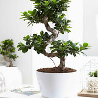 Bonsai Ficus Ginseng S-Form - Alle pflegeleichten Zimmerpflanzen