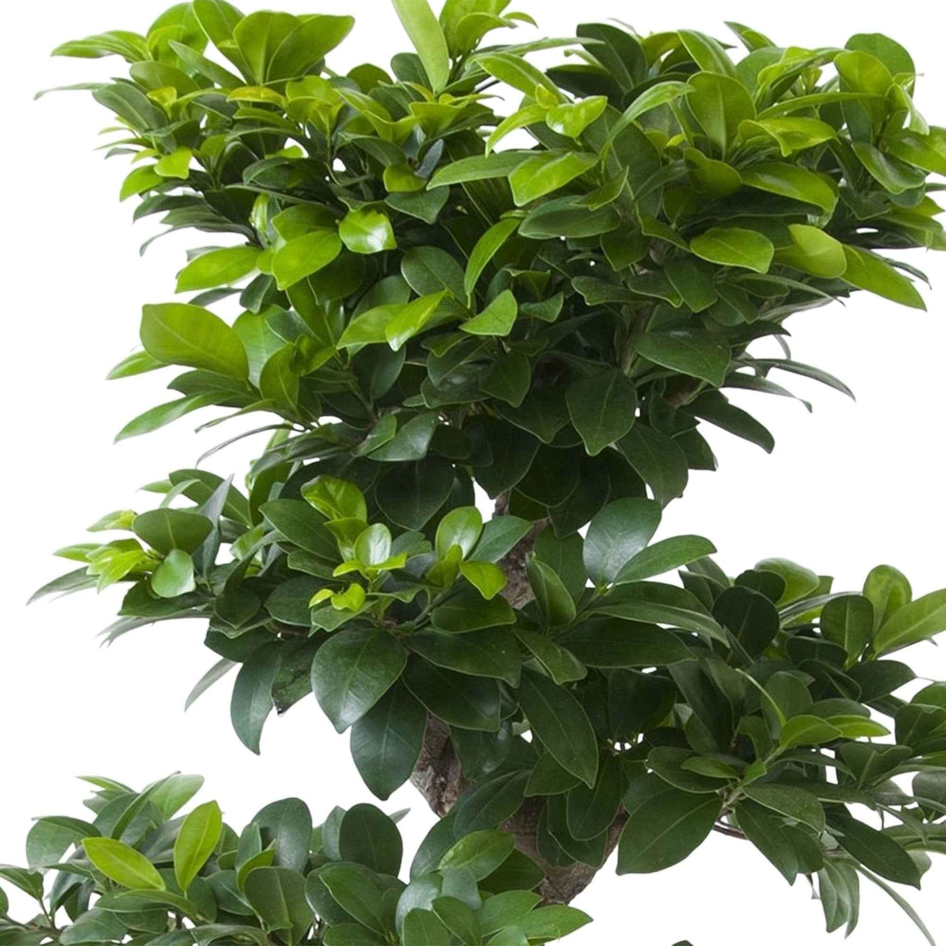 Bonsai Ficus Ginseng S-Form - Büropflanzen