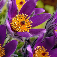 3x Kuhschelle lila-orange - Wurzelnackte Pflanzen - Winterhart - Alle Gartenstauden