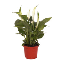 Einblatt Spathiphyllum 'Pearl Cupido' Weiß inkl. Dekotopf - Blühende Zimmerpflanzen