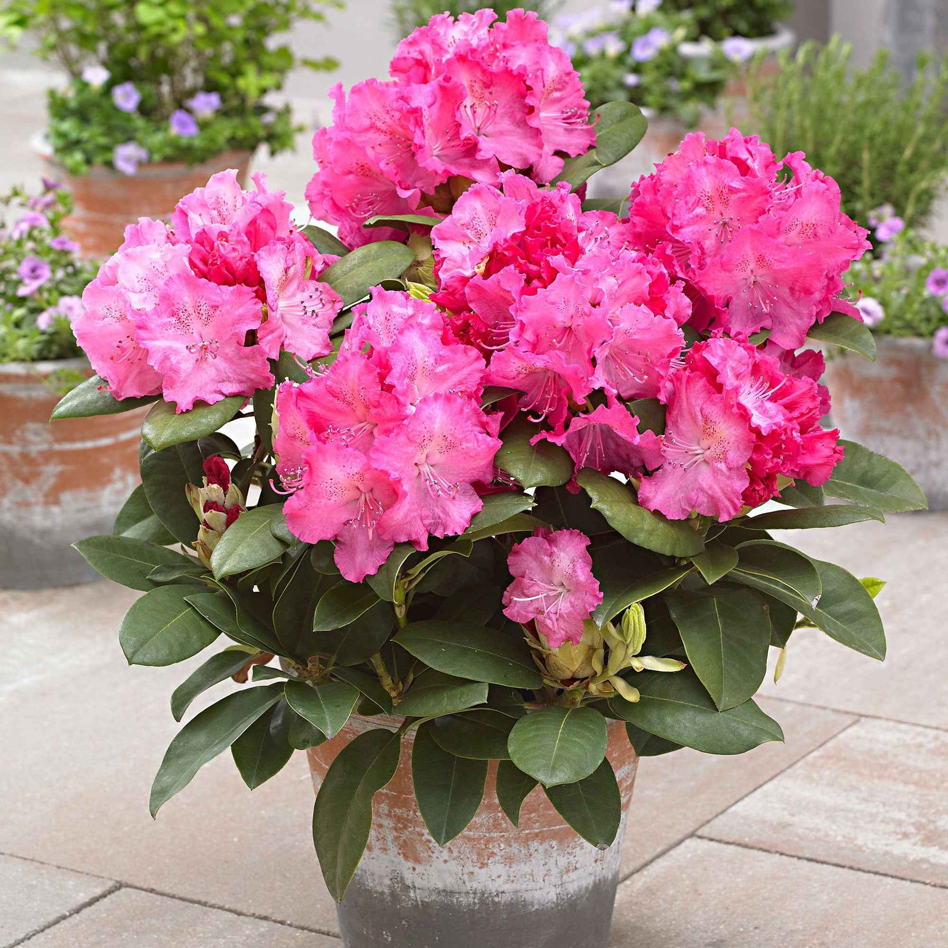 Rhododendron Germania rosa - Winterhart - Immergrüne Sträucher