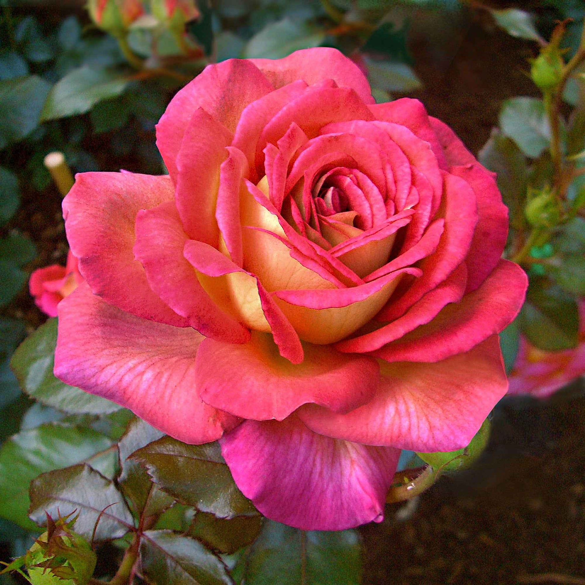 3x großblütige Rose  Rosa 'Parfum de Grasse'® Rosa-Gelb  - Wurzelnackte Pflanzen - Winterhart - Garten Neuheiten