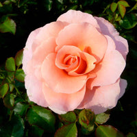 Rose Rosa Myveta ® Rosa - Winterhart - Pflanzensorten