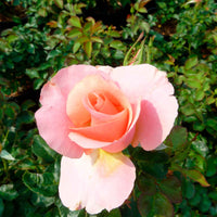 Rose Rosa Myveta ® Rosa - Winterhart - Gartenpflanzen