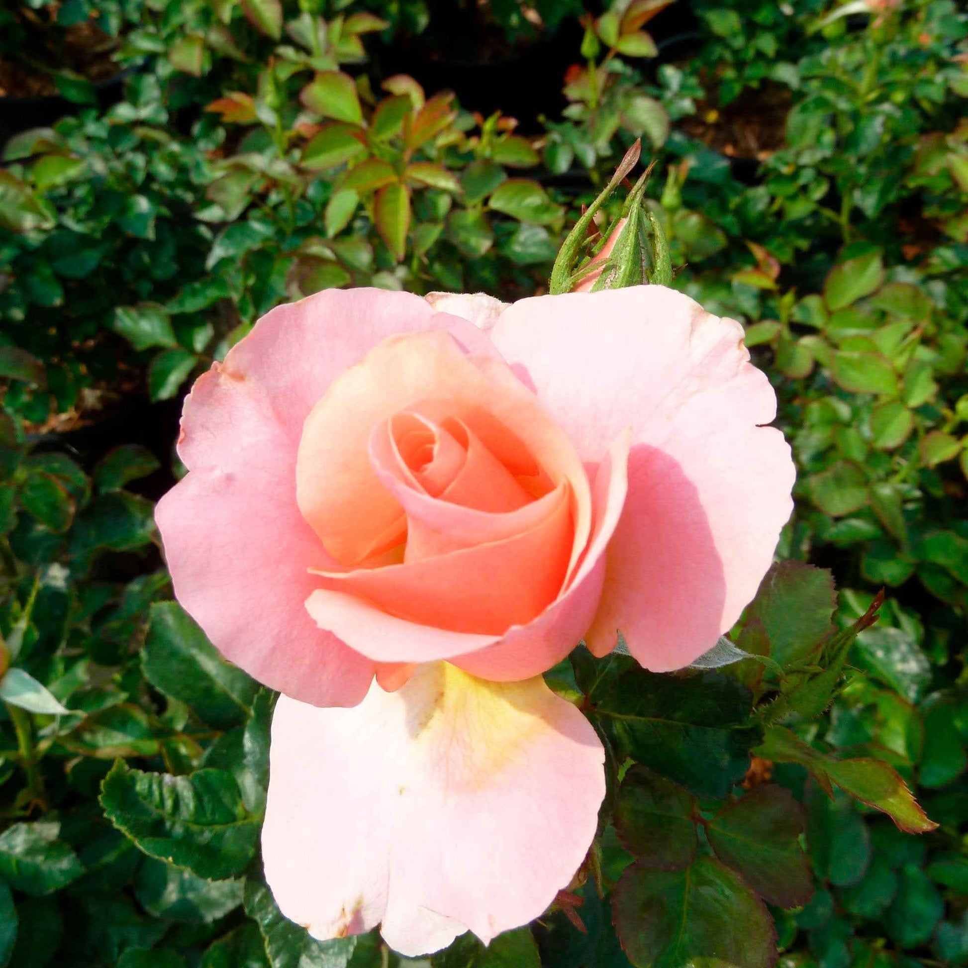Rose Rosa Myveta ® Rosa - Winterhart - Gartenpflanzen