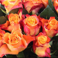 Großblütige Rose Rosa Britannia ® Lachsfarben-Rosa - Winterhart - Pflanzeneigenschaften