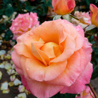 Großblütige Rose Rosa Britannia ® Lachsfarben-Rosa - Winterhart - Gartenpflanzen