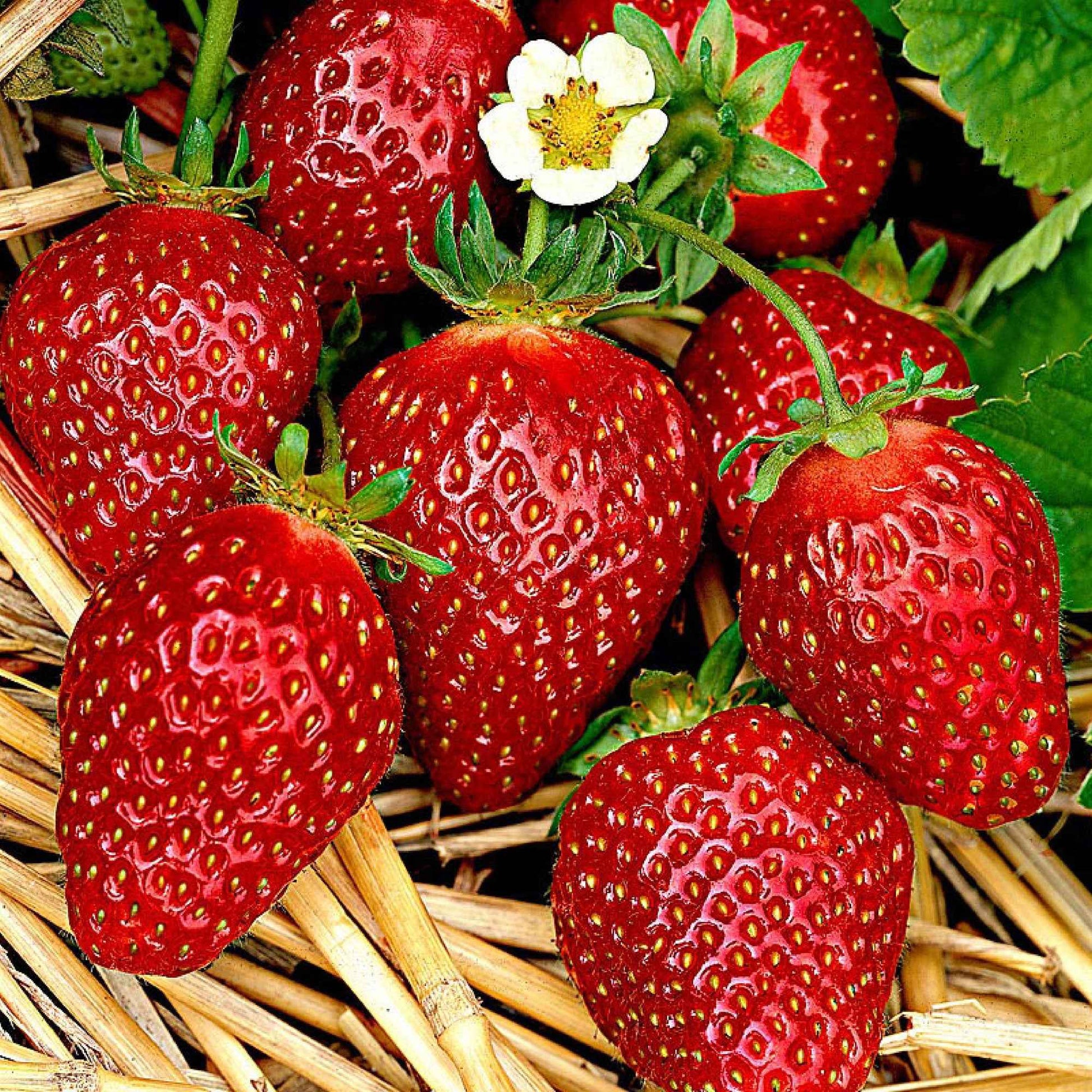 10x Erdbeere Fragaria Korona rot - Wurzelnackte Pflanzen - Erdbeeren