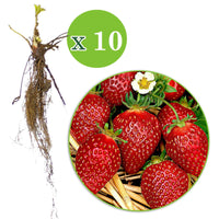10x Erdbeere Fragaria Korona rot - Wurzelnackte Pflanzen - Gemüsegarten