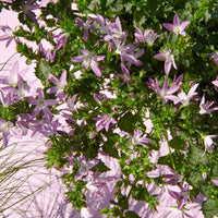 Glockenblume Campanula Adansa Pink , rosa - Winterfest Adansa Pink Rosa - Winterhart - Blühende Gartenpflanzen