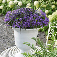 Campanula Adansa Purple Lila - Winterhart - Alle Gartenstauden