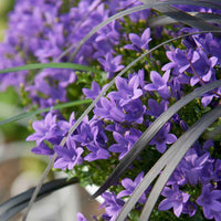 Campanula Adansa Purple Lila - Winterhart - Blühende Gartenpflanzen