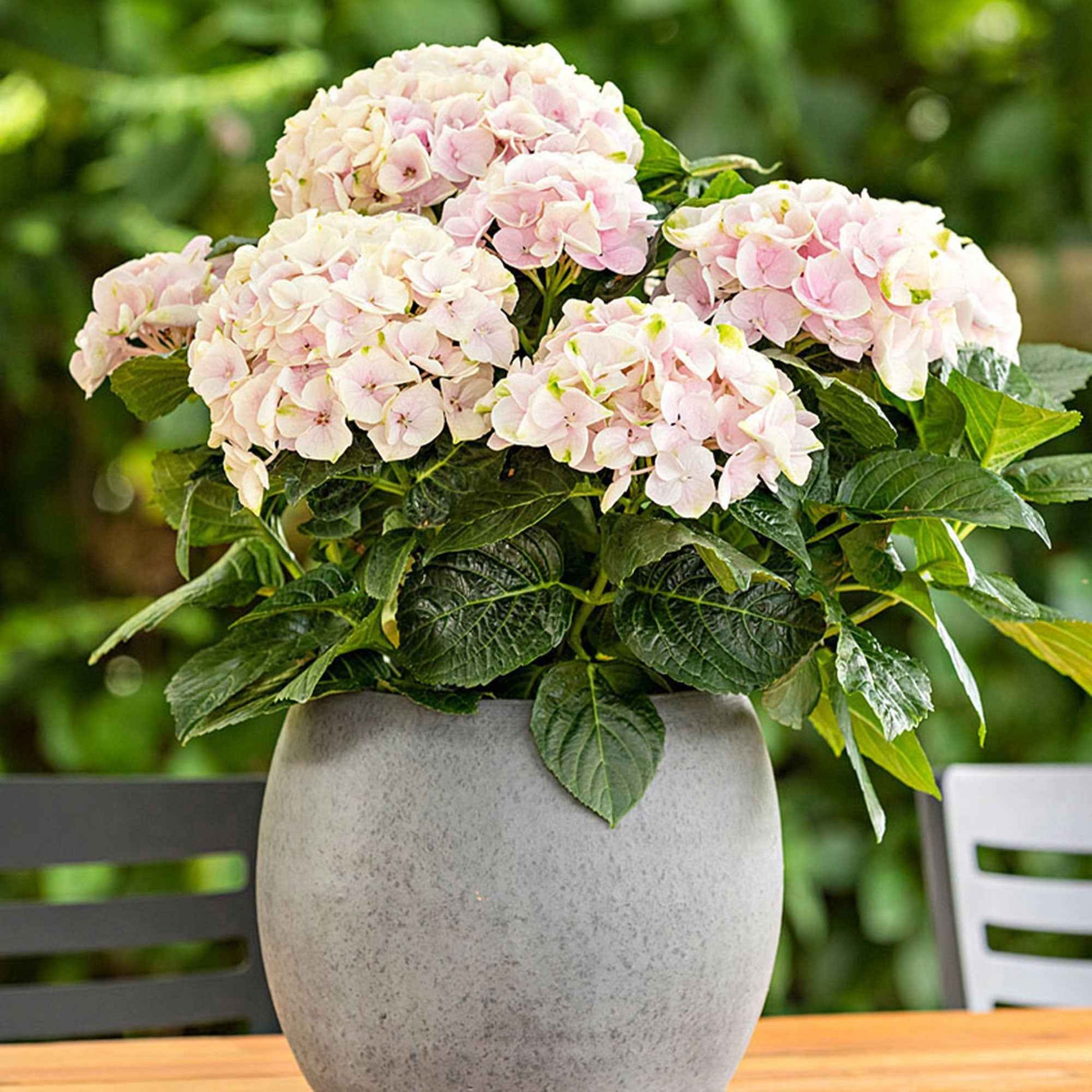 Bauernhortensie Hydrangea Elegant Rose Rosa - Winterhart - Bauernhortensie