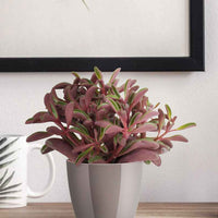 Pfefferpflanze Peperomia graveolens - Alle pflegeleichten Zimmerpflanzen