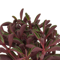 Pfefferpflanze Peperomia graveolens - Grüne Zimmerpflanzen