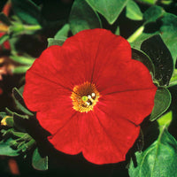 3x  Petunia 'Red' Rot - Blühende Gartenpflanzen