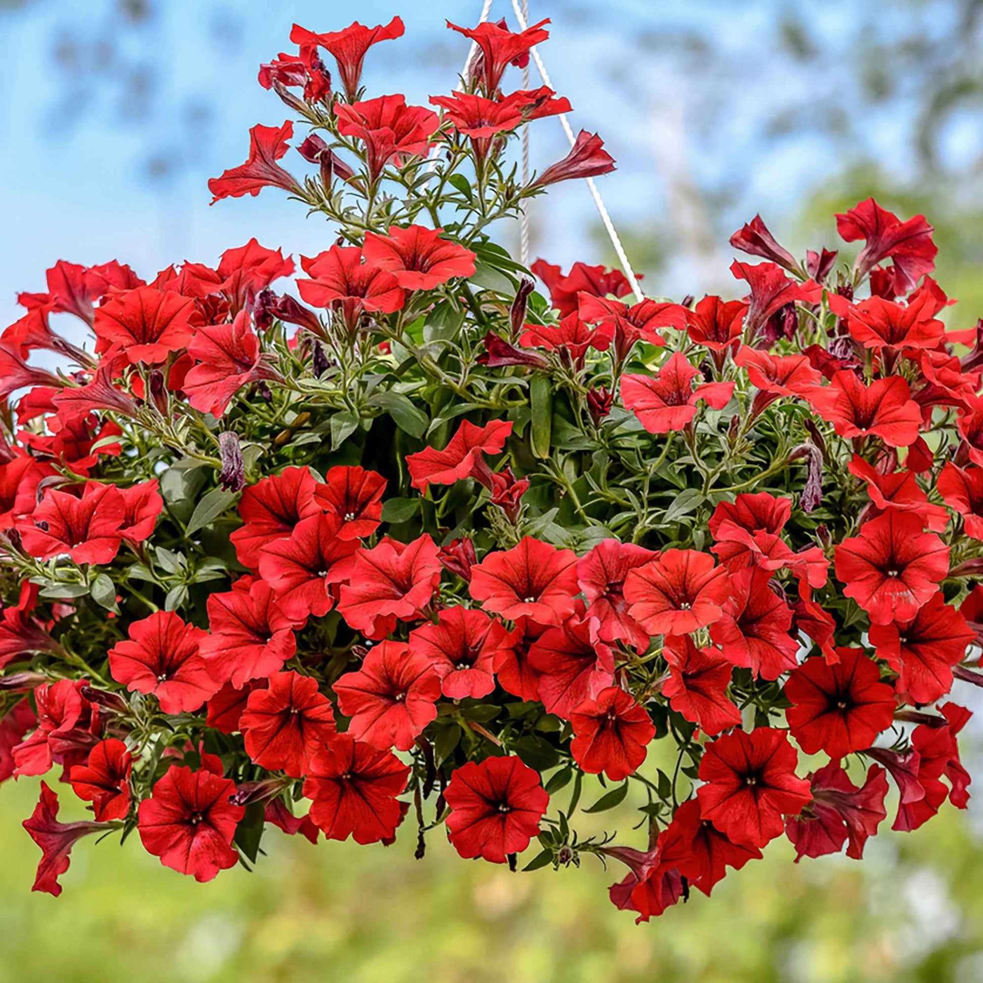 3x  Petunia 'Red' Rot - Balkonpflanzen