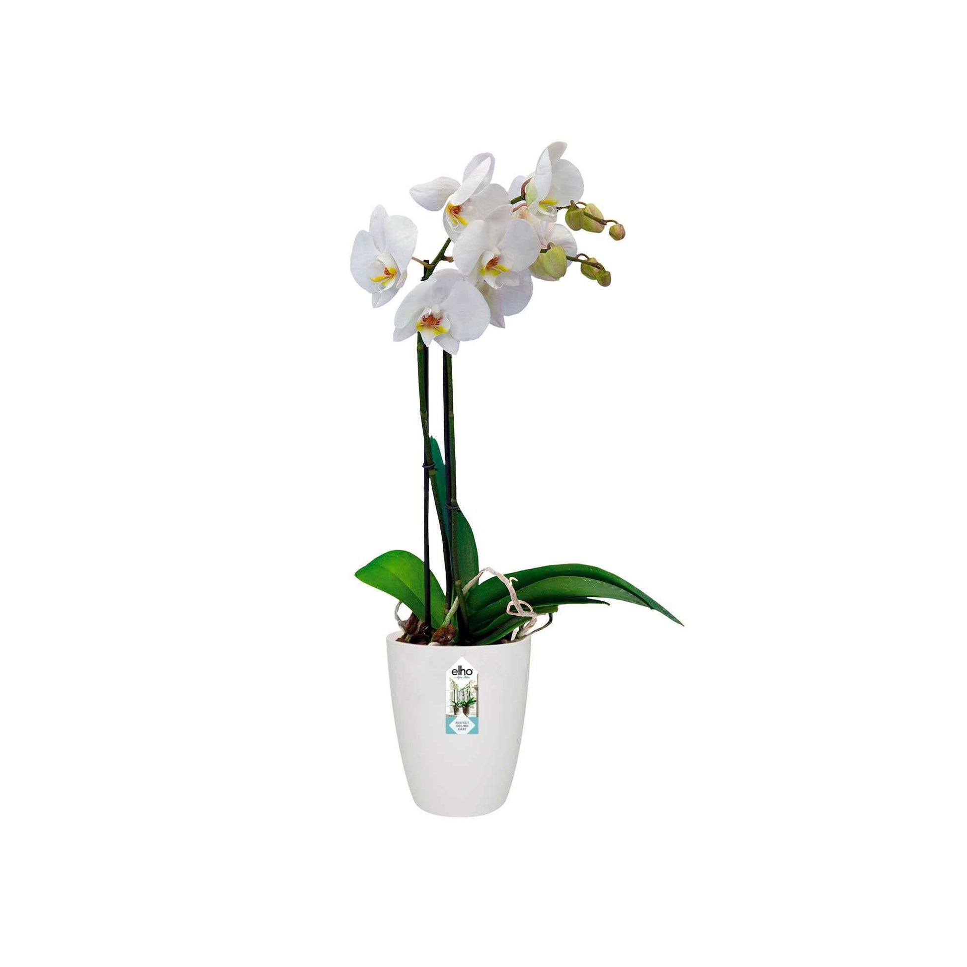 Elho Hoher Blumentopf Brussels orchid rund weiβ - Innentopf - Elho