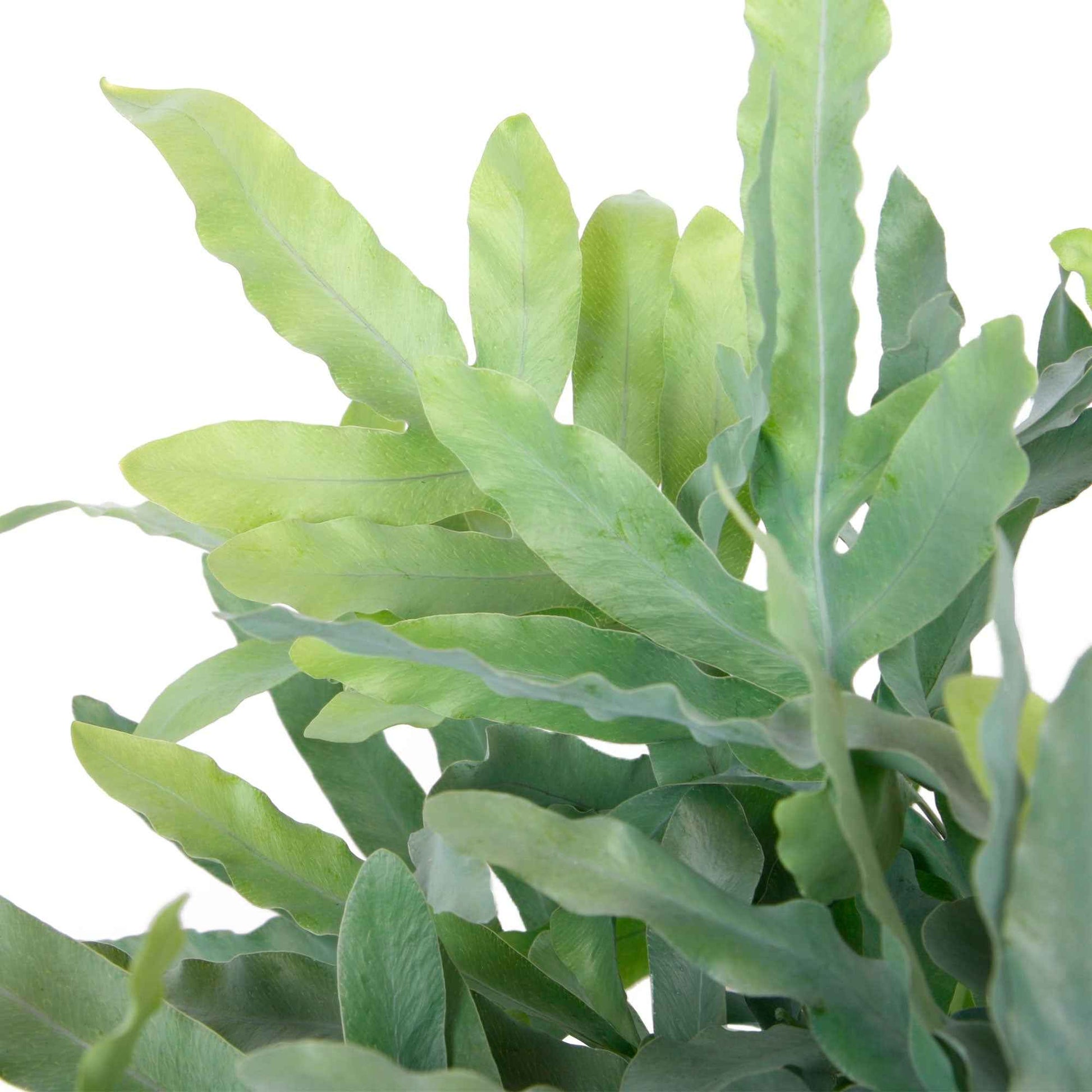 Blaufarn Phlebodium 'Blue Star' inkl. Hängetopf aus Kunststoff - Beliebte grüne Zimmerpflanzen