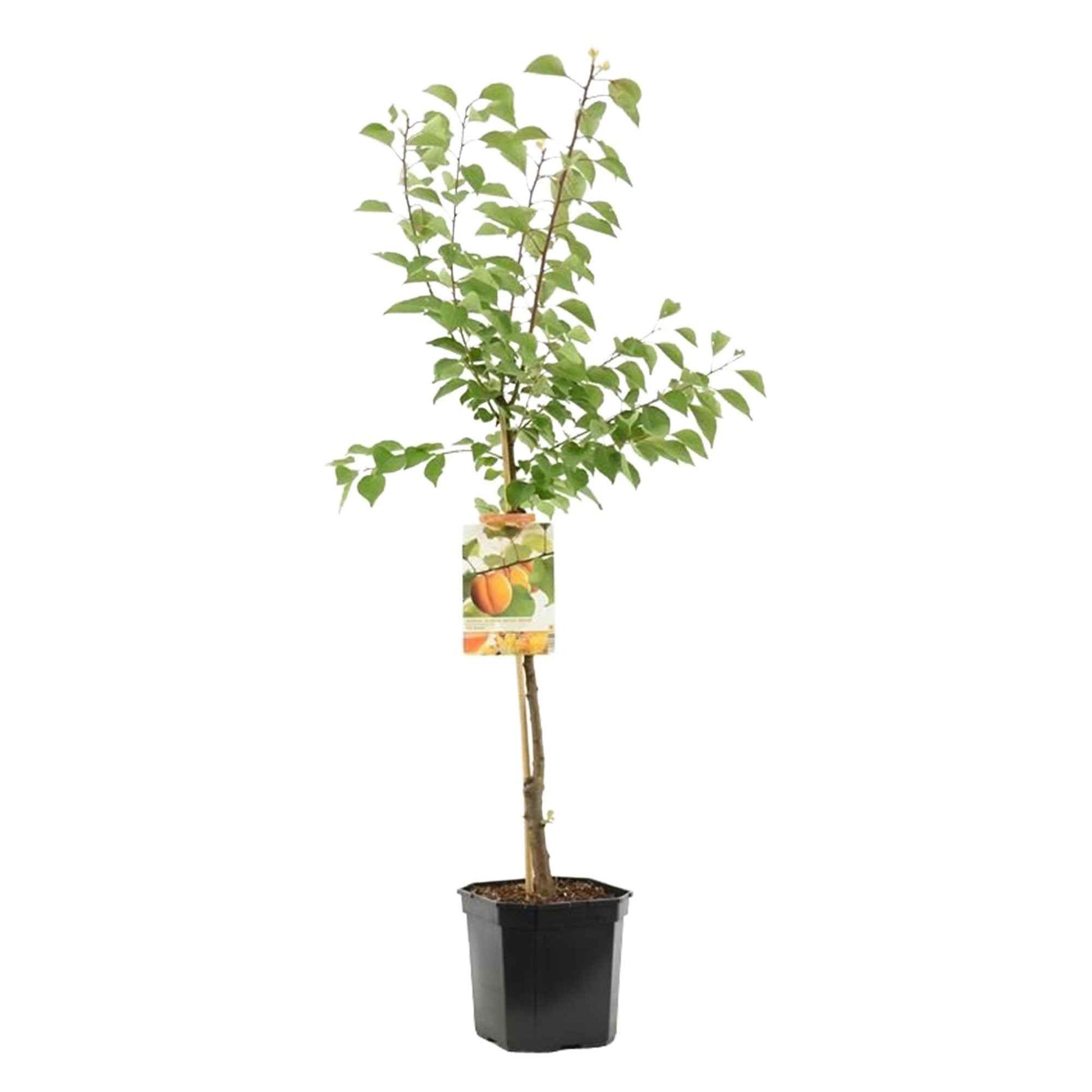 Aprikosenbaum - Winterhart - Gartenpflanzen