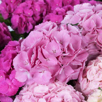 Hydrangea macrophylla Three Sisters Pink Rosa - Winterhart - Blühende Büsche