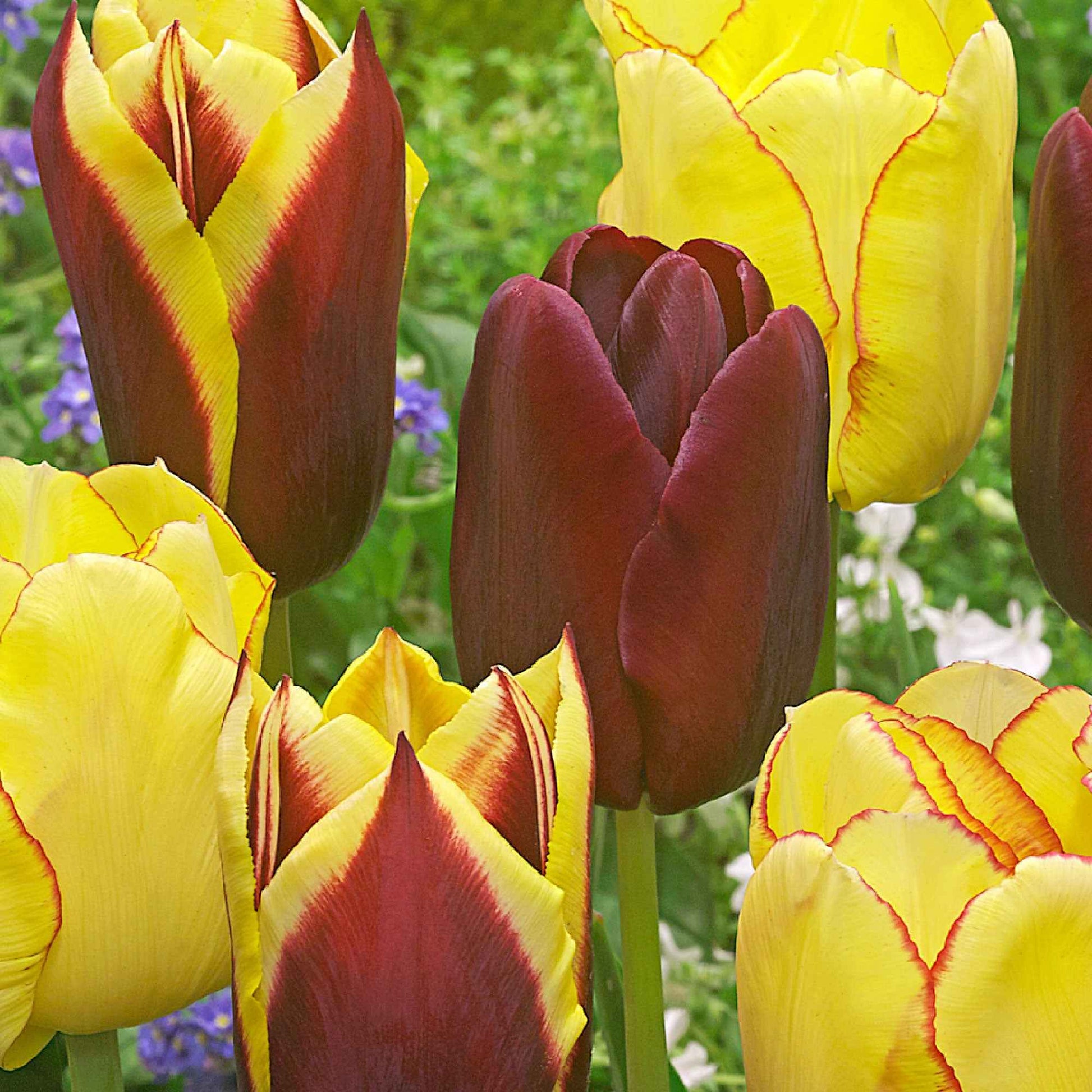 20x Tulpen Tulipa - Mischung 'Carribean Fantasy' - Beliebte Blumenzwiebeln