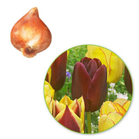 20x Tulpen Tulipa - Mischung 'Carribean Fantasy' - Alle Blumenzwiebeln