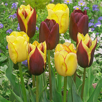 20x Tulpen Tulipa - Mischung 'Carribean Fantasy' - Alle beliebten Blumenzwiebeln