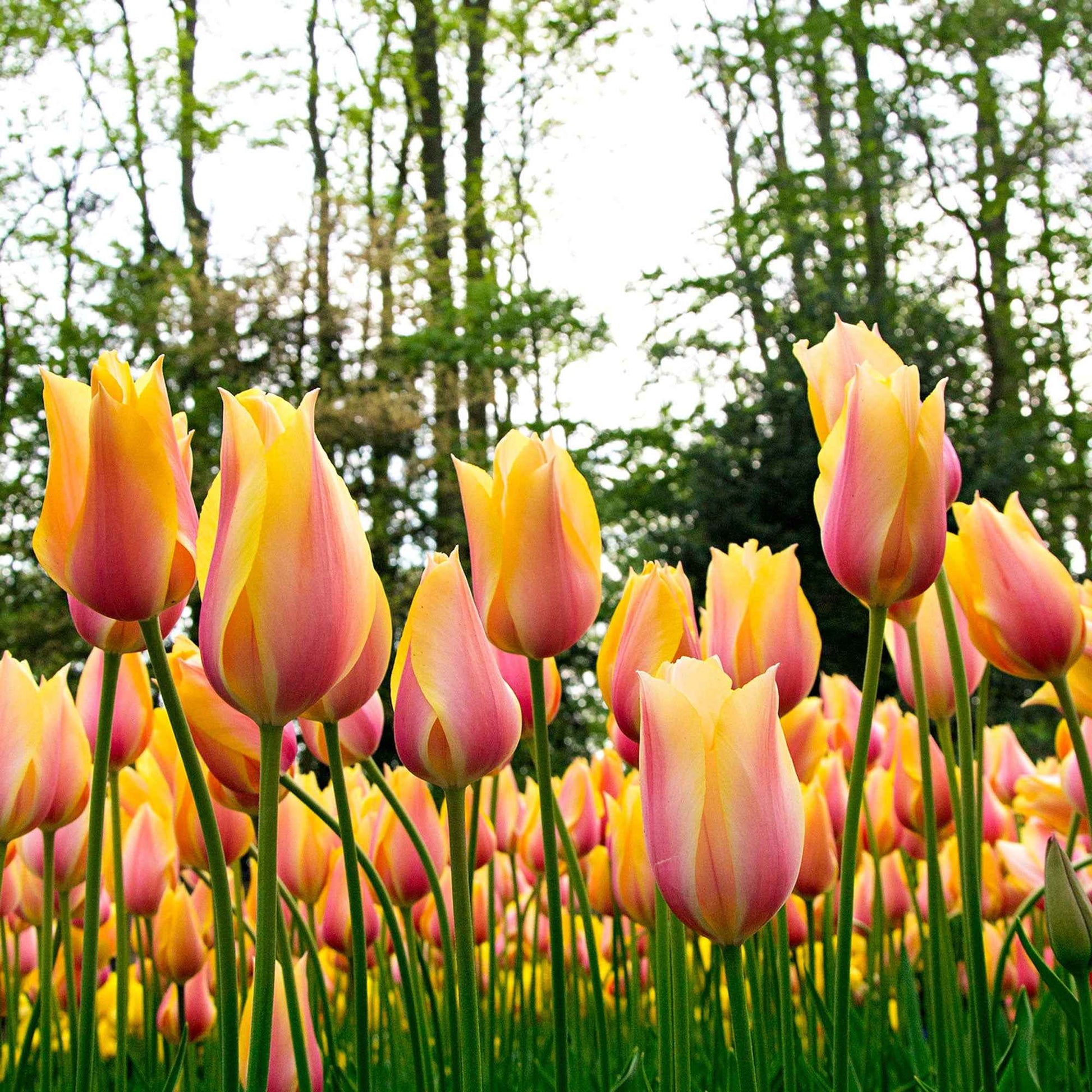 12x Tulpen 'Blushing Beauty' Gelb-Rosa - Alle Blumenzwiebeln