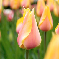 12x Tulpen 'Blushing Beauty' Gelb-Rosa - Alle beliebten Blumenzwiebeln