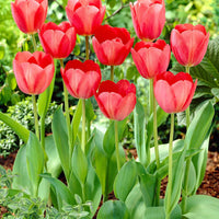 50x Blumenzwiebeln mit Jutetasche  Rot - Blumenzwiebeln