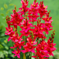 50x Blumenzwiebeln mit Jutetasche  Rot - Blumenzwiebelmischung
