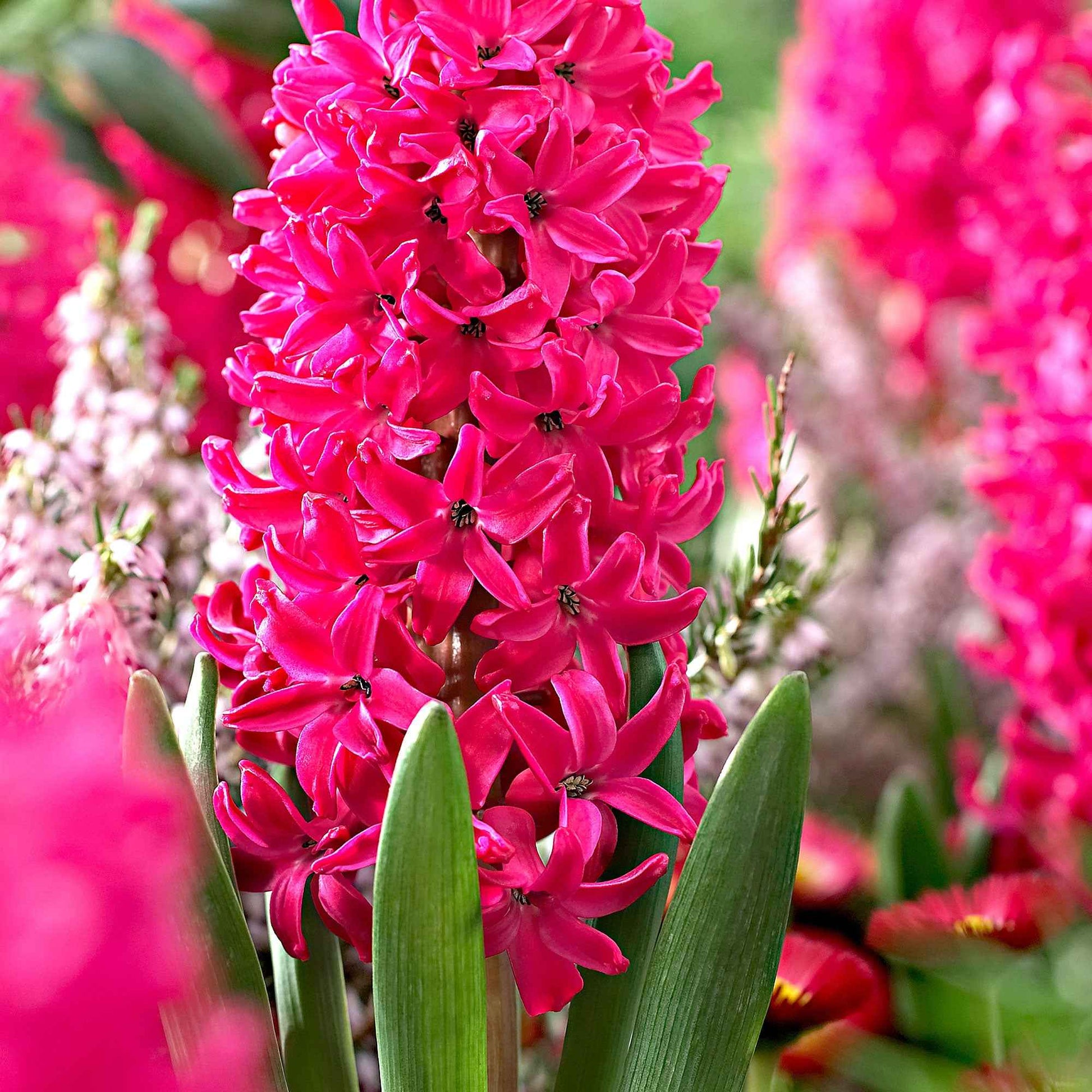 50x Blumenzwiebeln mit Jutetasche  Rot - Blumenzwiebel-Geschenk